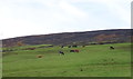 Cattle on hillside grazing in OL5 9JY