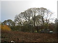 Coed ger Plas Farm / Trees near Plas Farm in LL22 8NA