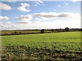 Crop fields north of Brundall in NR13 5RL