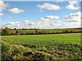 Crop fields between Brundall and Blofield in NR13 5RL
