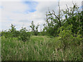 Alder trees in reedbed in NR12 9AA