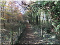 Path through the wood in HU15 1HW