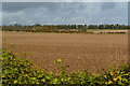 Bare fields north of Pottery Drove in SO20 8DL
