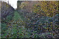 Shady track near Castle Farm in SO20 8HY