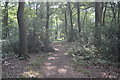 Path in Lambridge Wood in RG9 4RX