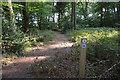 Chiltern Way crosses bridleway, Lambridge Wood in RG9 4RX