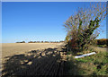 Blue sky and stubble in November in CB2 4AR