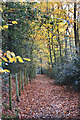 Shakespeare's Way in Woollmans Wood in HP10 0JG