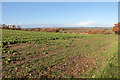 Field between Shell's Farm and Kelly's Farm, Shepton Beauchamp in TA19 0NA