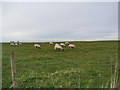 Sheep near Hazel Gill in CA7 8EF