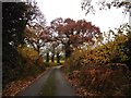 Autumn on Littledown Lane in EX10 0BQ