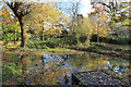 A Small Woodland Pond in HA4 8QJ