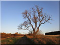 Ash tree by the path near Rossington Hall in Rossington & Bawtry Ward