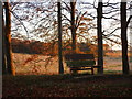 Bench beneath the beeches in Rossington & Bawtry Ward