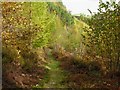 Woodland path above the Rheidol in SY23 3JP