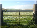 Daisies in a sheep pen in Coombes