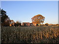 Maize field and houses in DN9 3NW