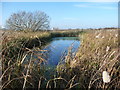 Inlet on Allotment pool, RSPB Saltholme in TS2 1TB