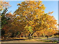 Burnham Beeches with autumn leaves, Oak tree in SL2 3JX