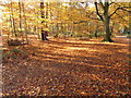 Autumn leaves in Burnham Beeches, near cafe in SL2 3EN