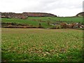 Field, above Burscombe Farm in EX10 0LR