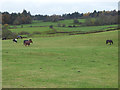 Horses near Waterlea Farm in PA6 7HY