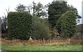 Ruined Building near Bowseywood Farm in Madeley & Betley Ward