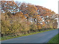 Autumn trees on the east side of Well Lane in TS9 5ND