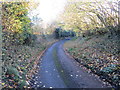 Hedge and tree-lined minor road heading towards Groes Farm in Sir y Fflint - Flintshire