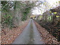 Hedge and tree-lined minor road near Y Bwthyn and Penrhengoed in LL15 2DD