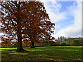 Oak trees, Littlecote, Hungerford in RG17 0SU
