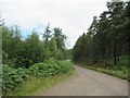 Logging road, Contin Forest in IV14 9EL