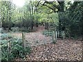 Path through Long Wood in Cuckfield, Bolney & Ansty Ward