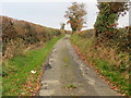 Hedged minor road near Nant Bach in LL22 9DT