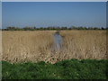Reedbed in peat extraction site in BA16 9SQ