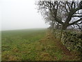 Grazing and stone wall, Lindley in Lindley