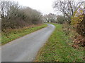 Tree lined minor road near Foel Gasyth in LL16 5RA