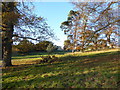 Shrubland Hall through the trees in IP6 9QH