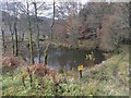 A pond in the forest in CA12 5TW