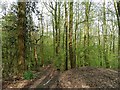 Pen-yr-allt Wood in SY18 6HY
