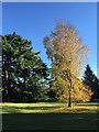 Trees in gardens at The Lodge in SG19 2AB