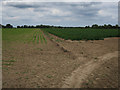 Crop boundary by Long Lane in NR29 5AN