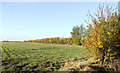 Field north of Elm's Farm in CO9 4ND