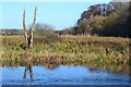 Dead tree beside the River Itchen in SO50 6JA