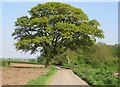 Big tree by Lubbesthorpe Bridle Road in LE19 4AZ