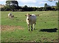 Cattle in field in Thorpe By Water