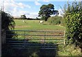 Entrance to field with cattle in it in Thorpe By Water