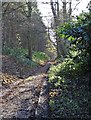 Woodland track - Manor Hills Plantation in S80 3NJ