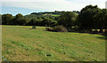 Cattle pasture near Halford Cross in TQ12 6HZ