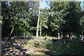 Woodland by the London Orbital Path in HA7 3JF